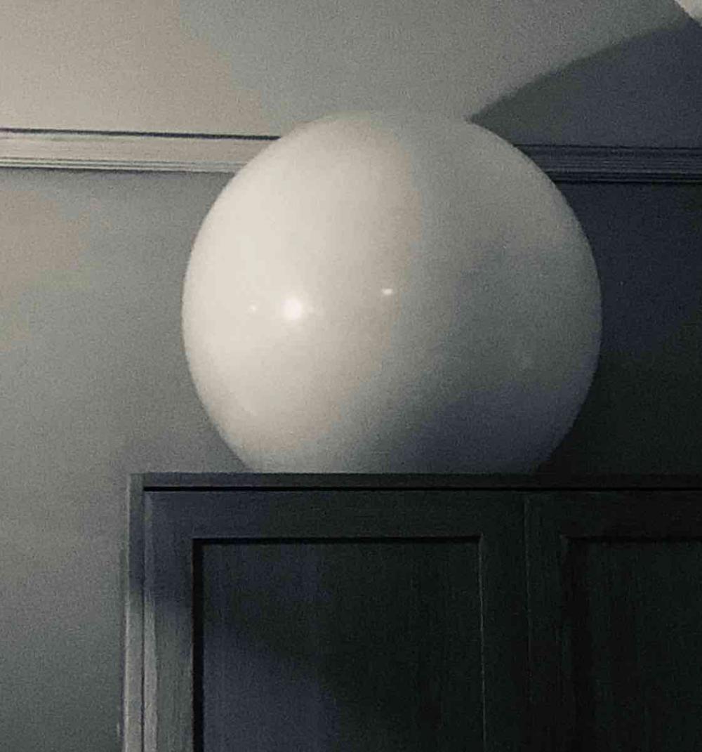 Sirius, photographed on top of a cupboard in Sydne
